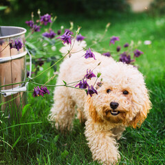 Toy poodle puppy runs in the garden between flowers - happy pet walk