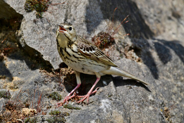 Baumpieper // Tree Pipit (Anthus trivialis)