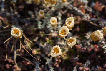 close up of cone shaped wildflowers at the beach