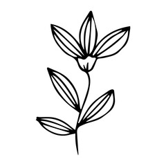 hand drawn botanical flower doodle element for floral design concept