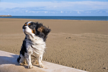 Cavalier King Charles bord de mer
