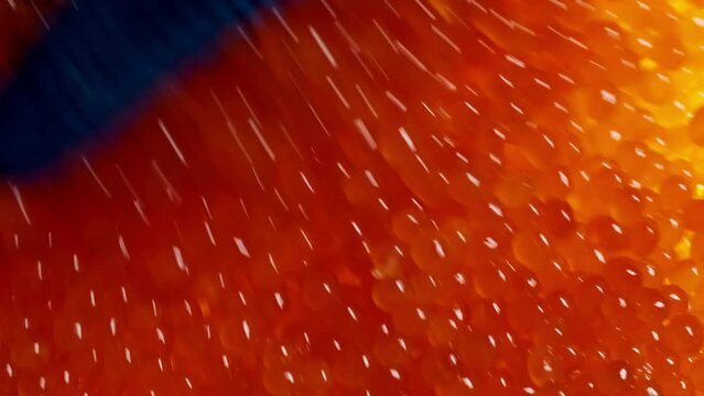 An employee of the plant for the production of red salmon caviar produces quality control. Tweezers are looking for a defective product.