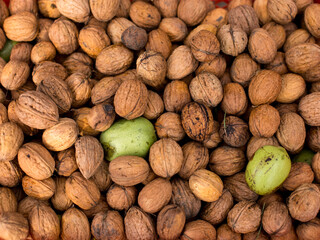 Walnut, a new crop of healthy and tasty nuts