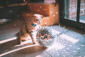 cat playing disco ball