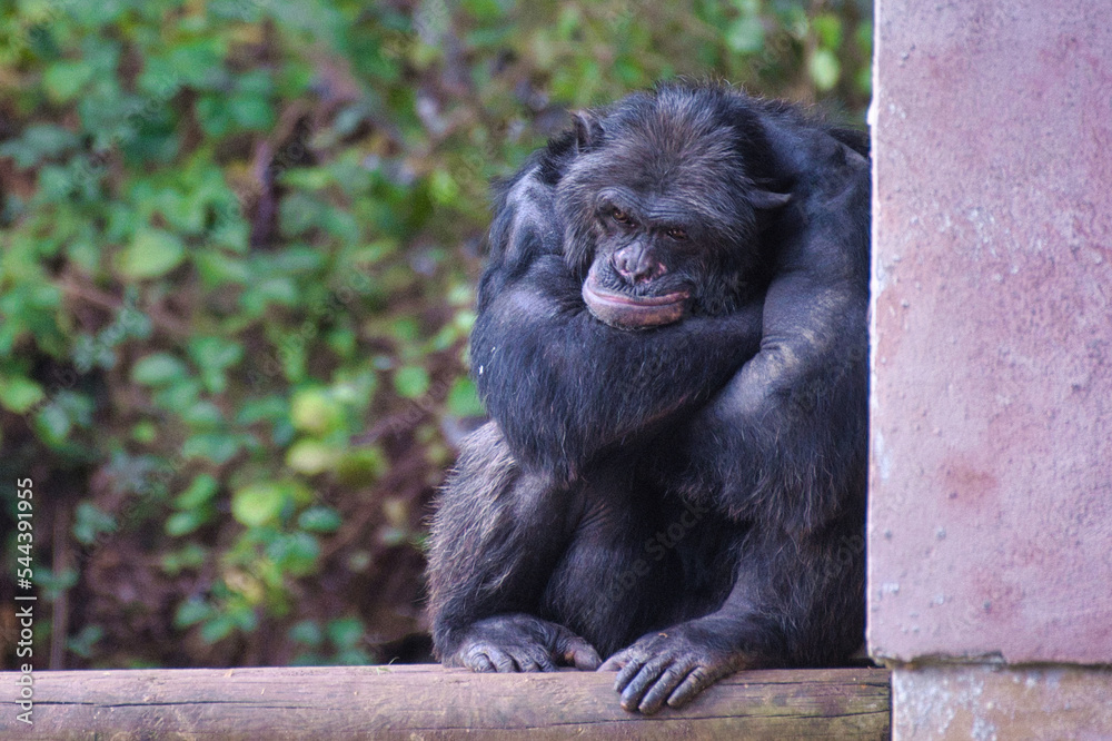 Poster Chimpanzee à dos argenté