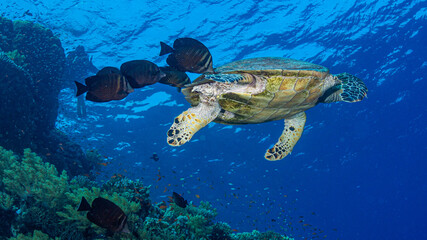 Fototapeta na wymiar Schildkröte mit Putzefischen im Korallenriff