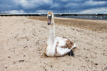 White swans on Baltic sea, Sopot, Poland. - obrazy, fototapety, plakaty