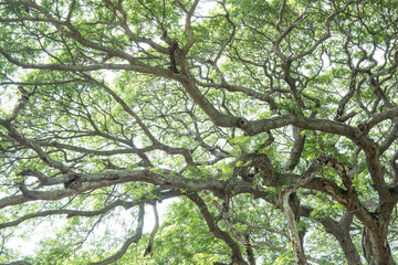 The Trembesi or rain tree or samanea tree in Lasem, Central Java