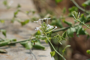 Plumbago zeylanica (Also called Daun encok, Ceylon leadwort, doctorbush, wild leadwort) on the tree. Early folk medicine used the crushed plant internally and externally as an abortifacient
