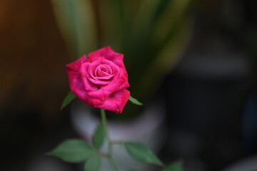 red rose in garden