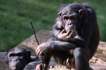 Chimpanzee à dos argenté