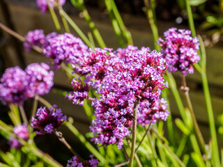 fleurs dans un jardin en Ile de France