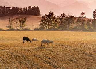 Sheep grazing in the field at sunset