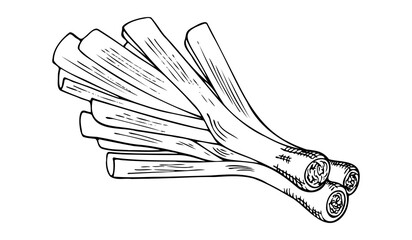 composition of three leeks, colorless hand drawing, hatching