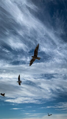 birds flight air sky freedom