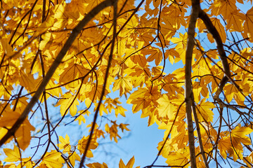 background with autumn yellow leaves in sunny day