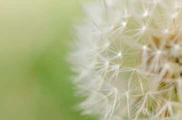 Aerial dandelion on yellow, beige background. Relax, air.copy space. Closeup.