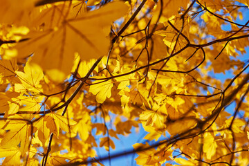 background with autumn yellow leaves in sunny day