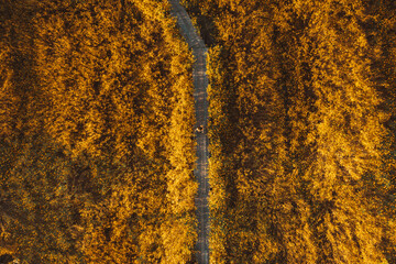Field of yellow flowers with golden sunlight