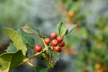 Common Holly