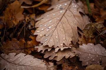 rain drops on the autumn leafs in the forest