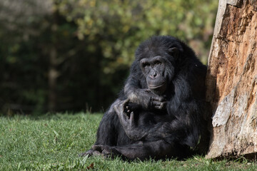 Chimpanzee à dos argenté