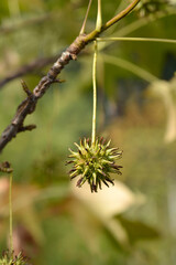 American sweetgum