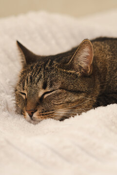 Portrait of a sleeping cat on the bed. Vertical photo