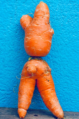Ugly carrot root vegetable grown like human body part isolated against the blue color wall...