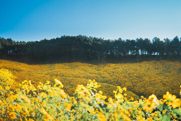 Obraz premium The big yellow lotus flower fields are full of beautiful plots.