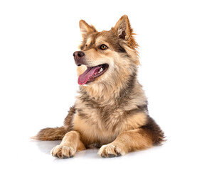 Finnish Lapphund in studio