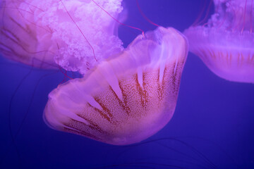 Pacific sea nettle (Chrysaora Fuscescens) jellyfish