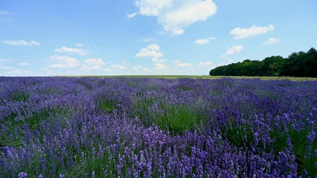 lavender field and blue sky	