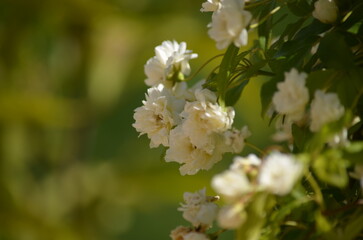Petite fleurs blanches 