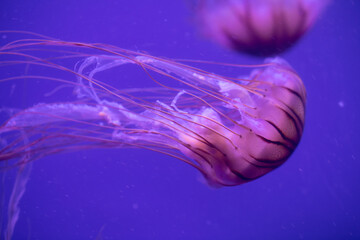 Japanese sea nettle (Chrysaora pacifica) jellyfish