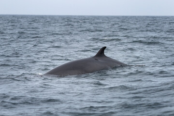Minke whale near the Scotland coast. Whale on the scotland coast. Nature in Europe. Marine life in...