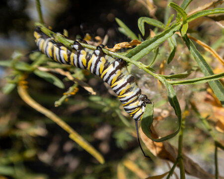 A Monarch Butterfly Larva on Narrow Leaf Milkweed