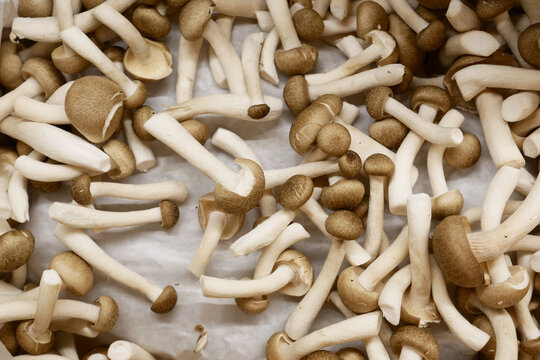 brown shime ji mushroom top view