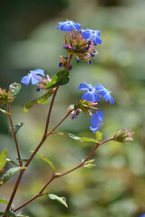 petite fleurs bleues © Justine