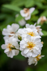 Bouquet of small beautiful white roses with yellow pollen on branches in the rose garden and selective focus on a blurry green leaves. Natural background with copy space.