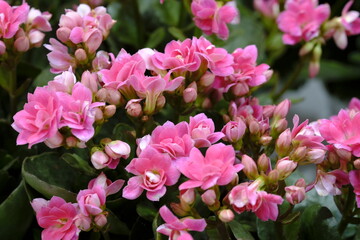 Beautiful flowers blooming in garden, Delicate dreamy image of beauty of nature, Selective Focus.