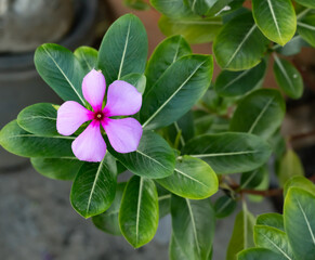 Madagascar periwinkle flowers, single petals separated by 5 petals, the center of the flower is dark pink. It is a tropical shrub species.