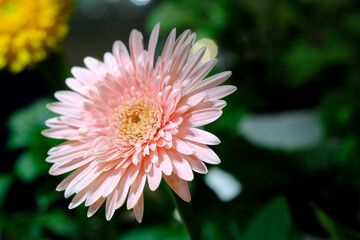 Beautiful flowers blooming in garden, Delicate dreamy image of beauty of nature, Selective Focus.