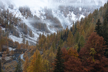 Autumn foliage.
Typically mountain autumn landscape with colored foliage, snow and foggy Italy, Soana Valley.