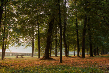 Naklejka premium Autumn foliage. Some plants with typical autumn colored foliage.
