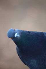 Close up of a curious pigeon