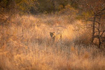 A cheetah male walking (Acinonyx jubatus) in evening light, Timbavati Game Reserve, South Africa.
