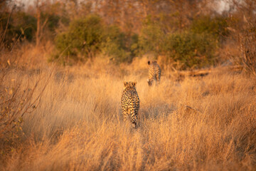 A cheetah male walking (Acinonyx jubatus) in evening light, Timbavati Game Reserve, South Africa.