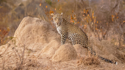 Male leopard ( Panthera Pardus) sitting on a termite mound, Timbavati Game Reserve, South Africa. - obrazy, fototapety, plakaty