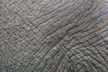 Detail der Haut eines afrikanischen Elefanten